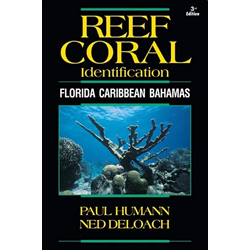 Reef Coral Id Florida, Caribbean, Bahamas